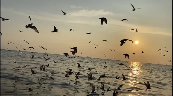 what-to-do-in-kuala-selangor- eagles-feeding