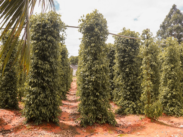 phu-quoc-when-to-go-phu-quoc-places-to-visit-travel-guide- phu quoc-pepper-farm