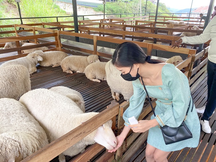 sheep-sanctuary-cameron-highlands-things-to-do-places-to-visit
