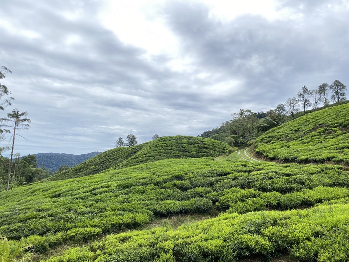 tea-plantation-cameron-highlands-places-to-visit