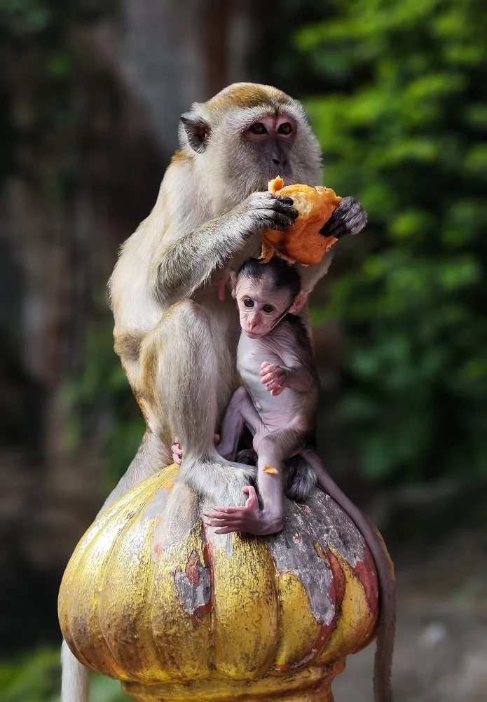 batu-caves-monkey-murugan-statue